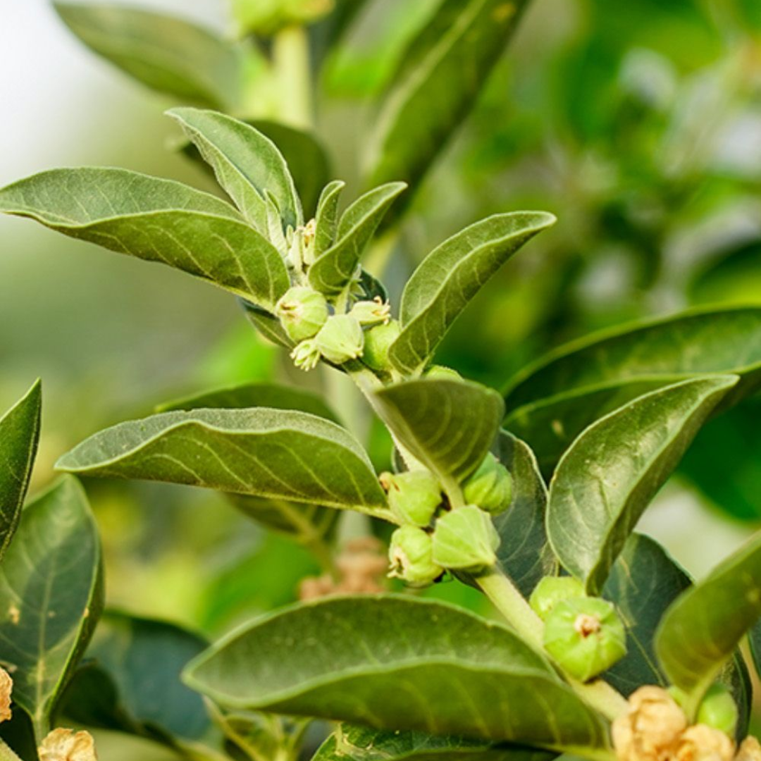 Ashwagandha