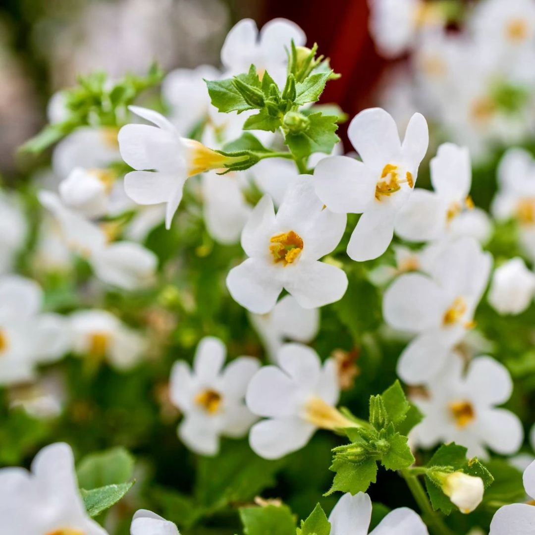 Bacopa Monnieri