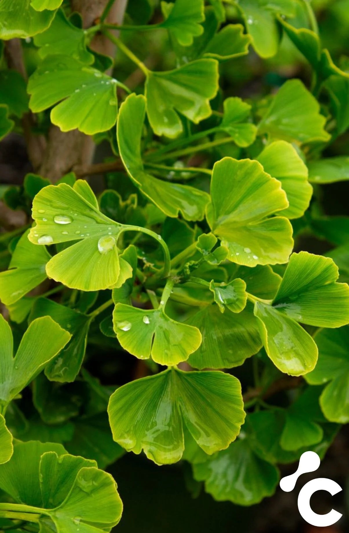 Ginkgo Biloba