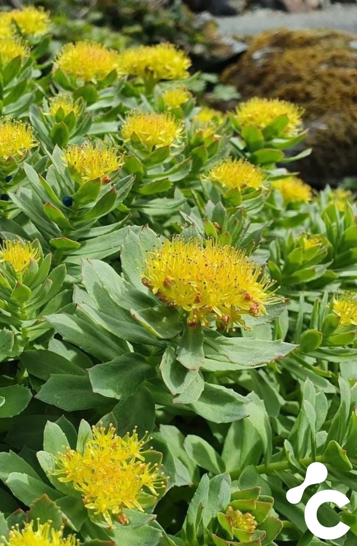 Rhodiola Rosea