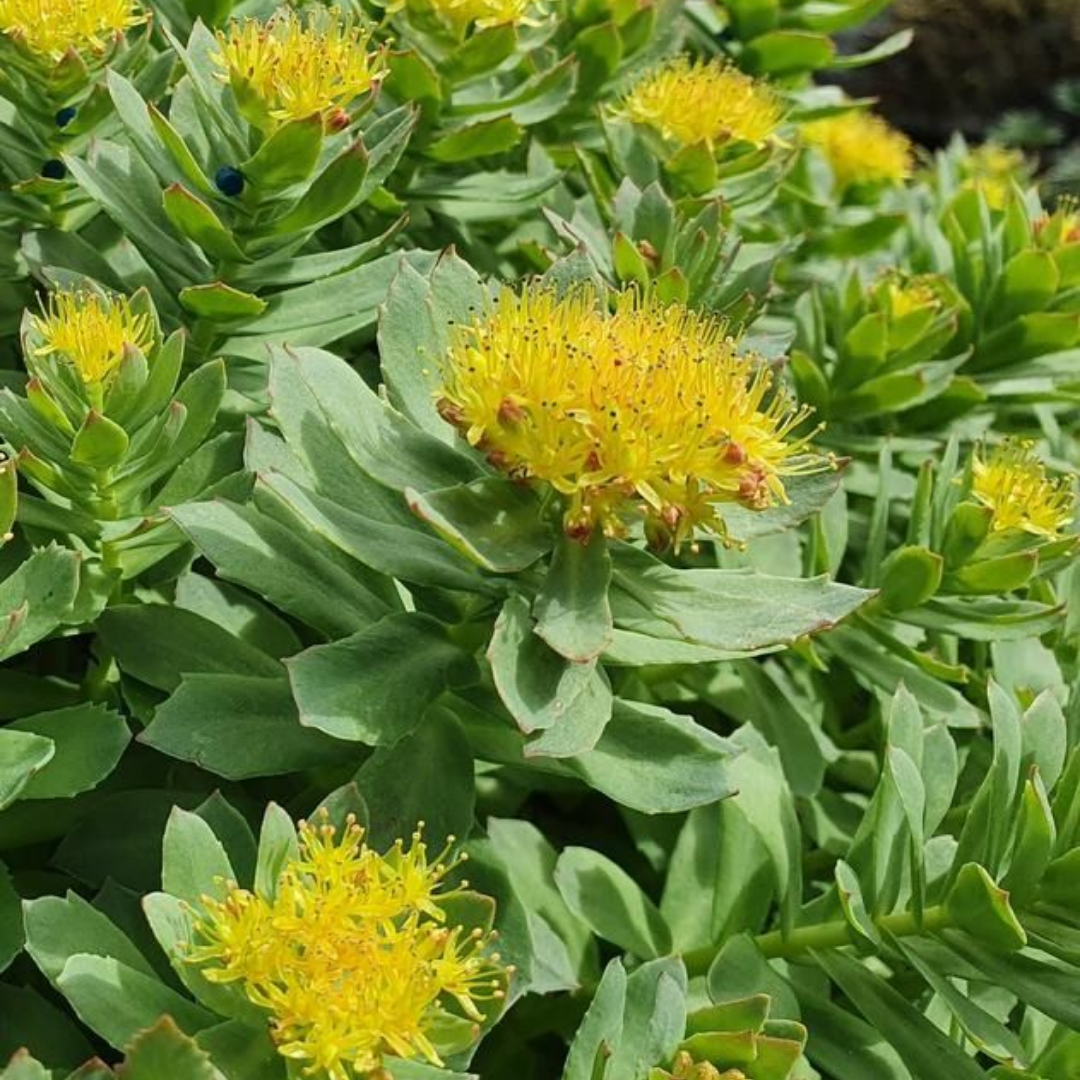 Rhodiola Rosea