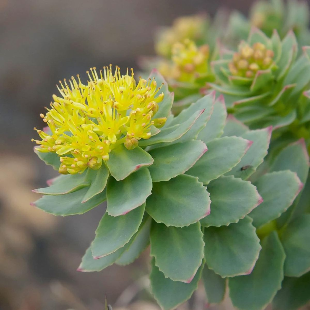 Rhodiola Rosea