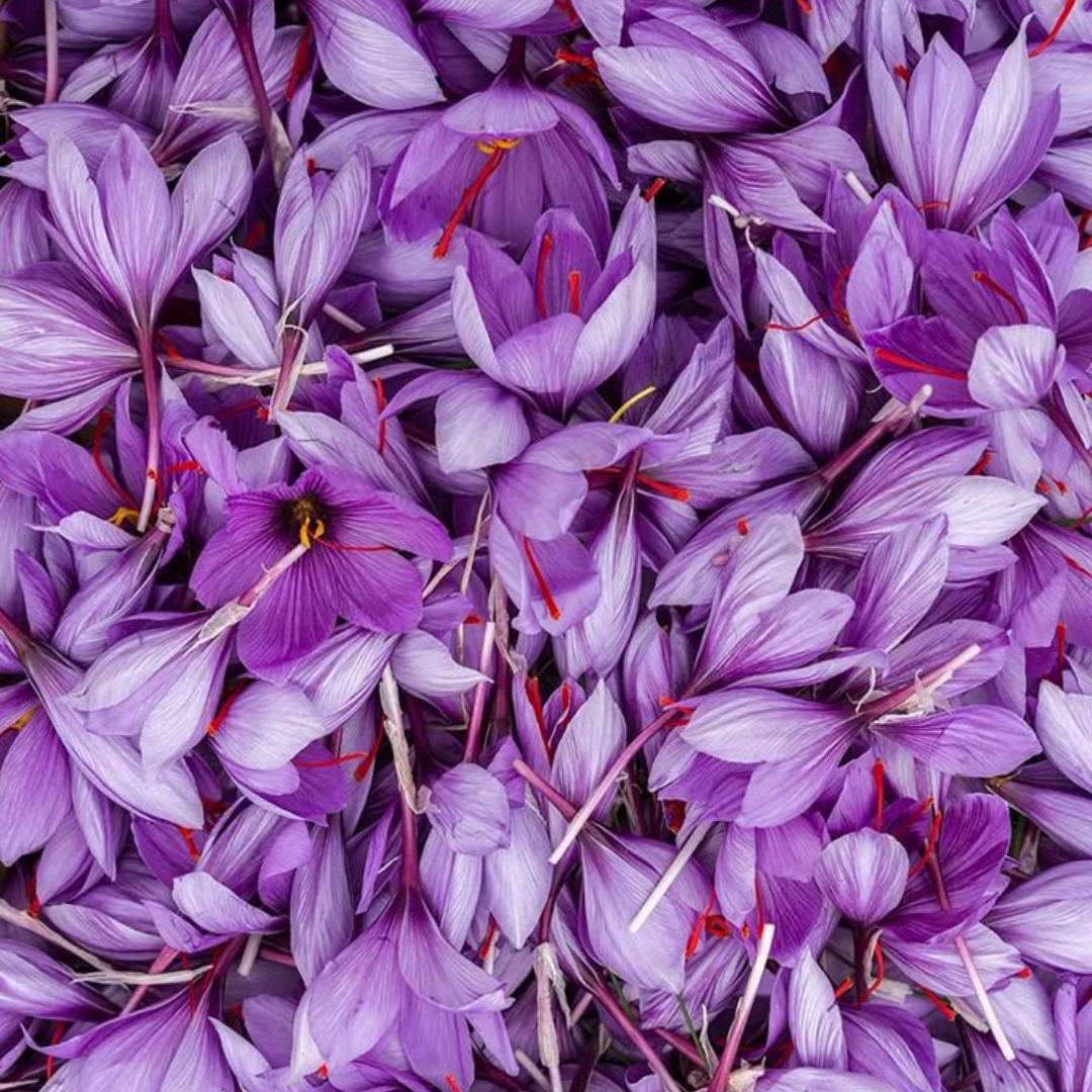Saffron Extract