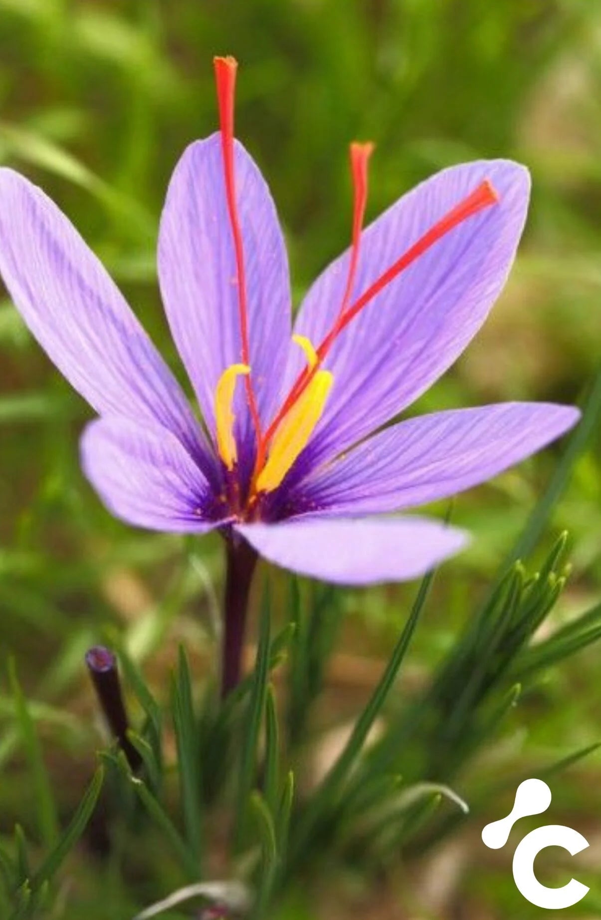 Saffron Extract